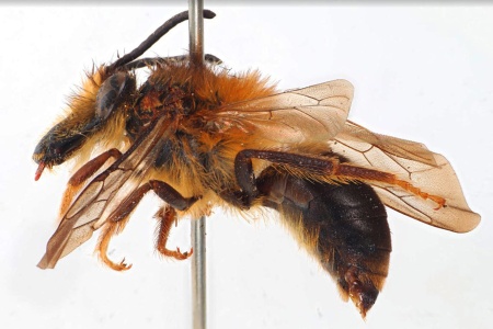 [Lonchorhyncha ecuadoria male (lateral/side view) thumbnail]